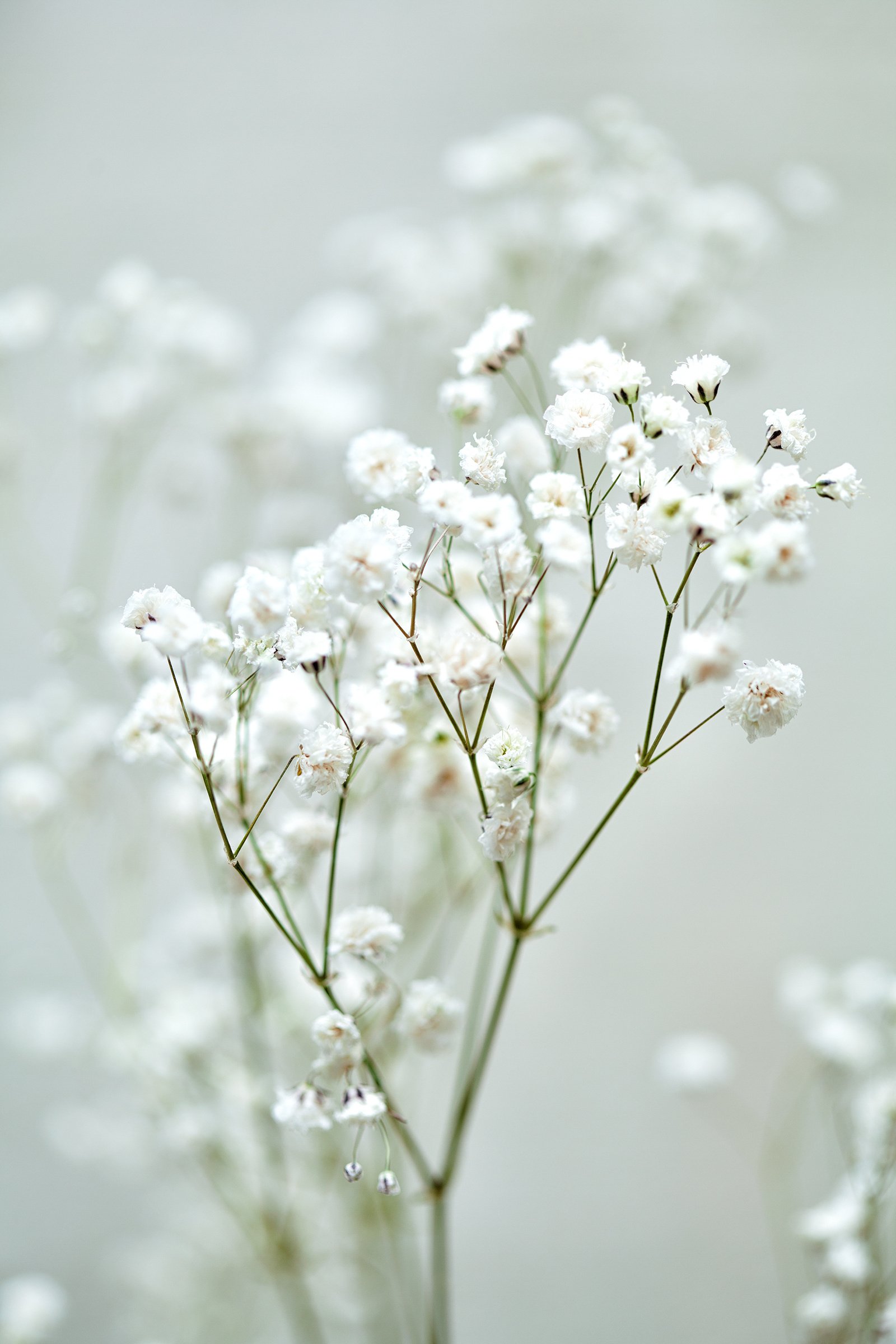 the small white flowers of gypsophila. wedding style