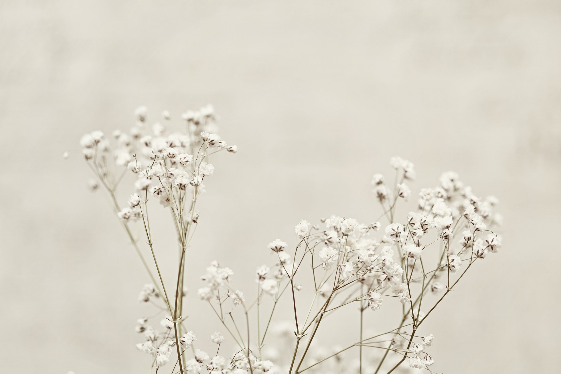 Gypsophila (Baby's-breath flowers), light